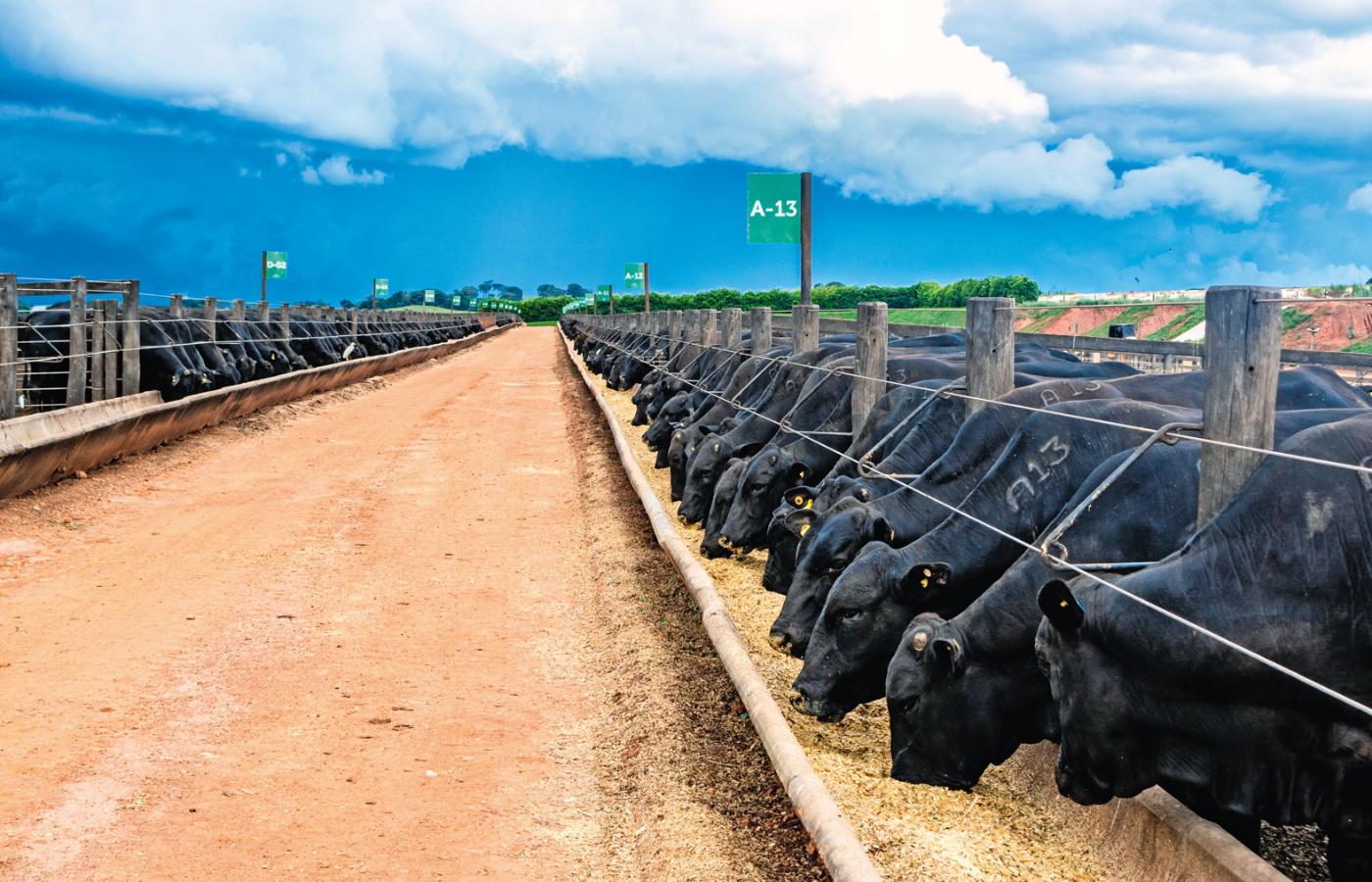 Produkcja mięsa i mleka odpowiada za 15 proc. globalnej emisji gazów cieplarnianych. Na fot. przemysłowa farma w Brazylii.
