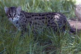 Taraj (Azja Południowo-Wschodnia). Wspaniały rybak. Chociaż nieduży (do 8 kg) potrafi upolować rybę znacznie większą od siebie. Ma błonę pławną między palcami łap. Przez futro woda nie dociera do jego skóry. Zagrożony. Chroniony konwencją CITES.