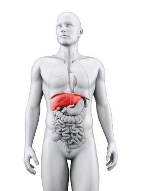 Stłuszczenie wątroby jest odwracalne. Marskość na ogół już nie.