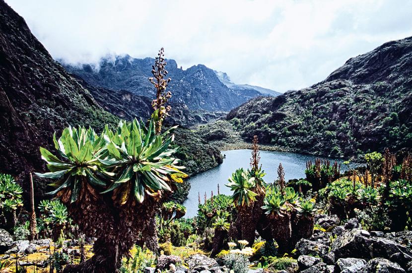 Nad jeziorem Kita Ndara można podziwiać wszystkie odcienie zieleni. Jedną z osobliwości regionu są gigantyczne rośliny astrowate.