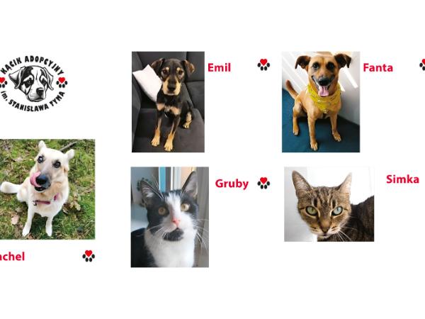 Rachel, Emil, Fanta, Gruby i Simka