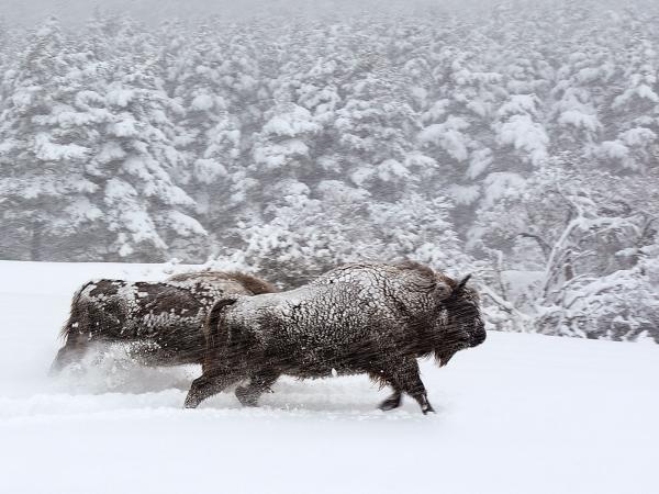 „Królestwo”, reż. Jacques Perrin i Jacques Cluzaud