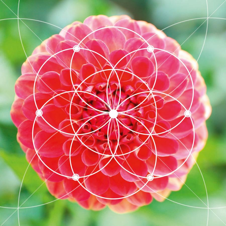 Płatki kwiatów dalii układają się w tzw. sferę Fibonacciego, czyli kulę pokrytą wieloma spiralami.