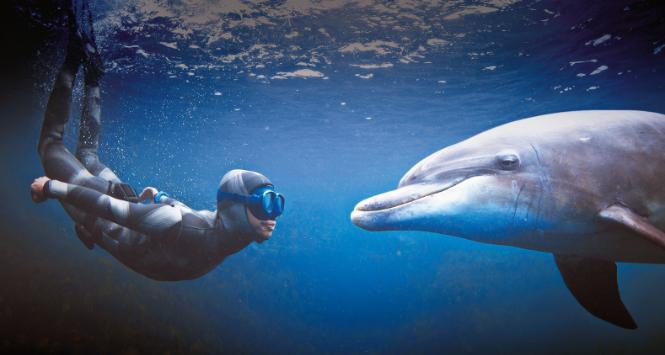 Mechanizm wydawania dźwięków przez oba te gatunki jest diametralnie inny, podobnie jak sposób artykułowania głosek.