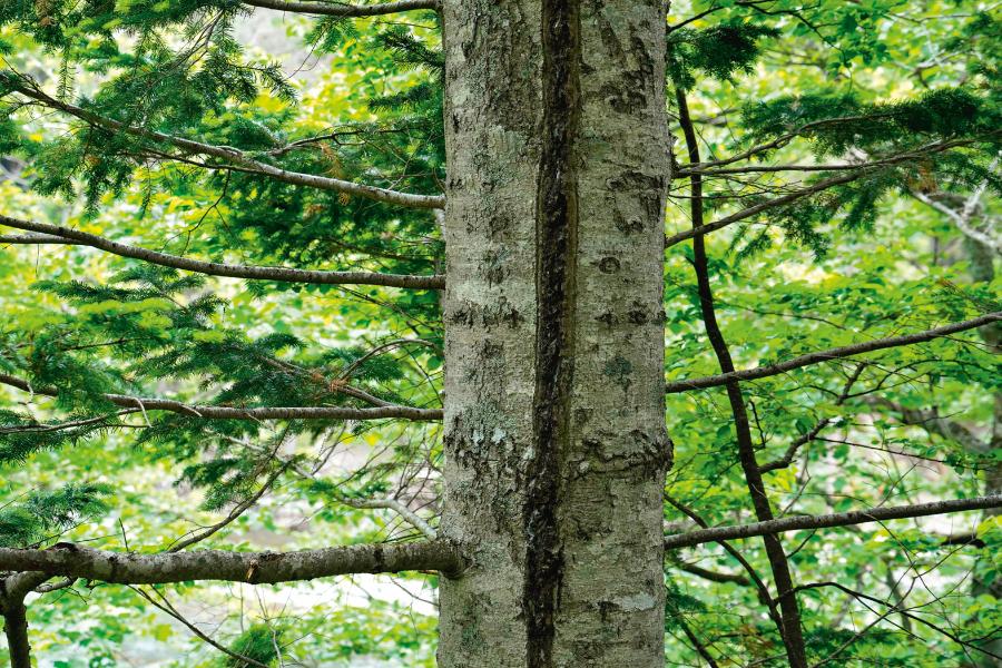 Pęknięcie pnia drzewa spowodowane działaniem niskiej temperatury.