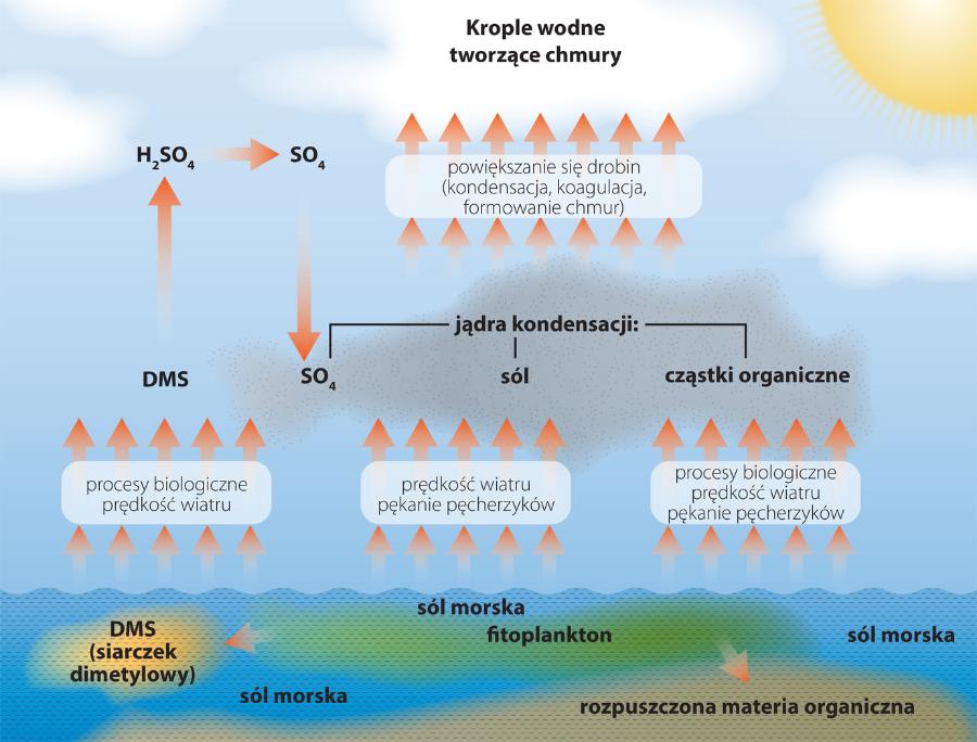 Aerozole morskie mogą na szereg sposobów powodować powstawanie chmur, nie tylko poprzez emisję siarczku dimetylowego, jak sugerowali autorzy ­hipotezy CLAW (wg P.K. Quinn i T. S. Bates, NOAA).