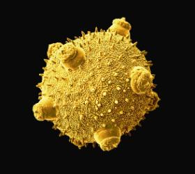 Zarodek dyni, którą też można modyfikować genetycznie.