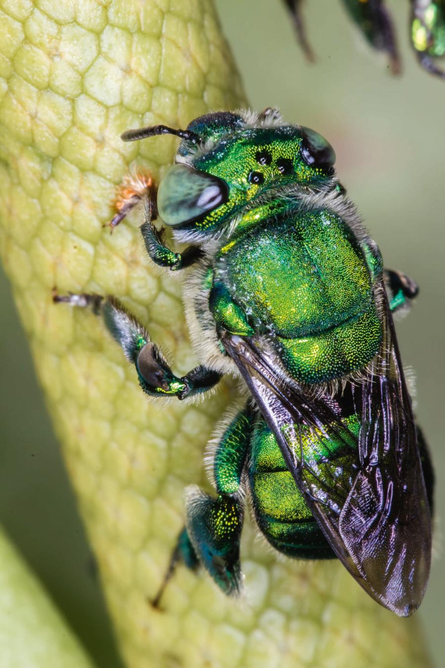 Przedstawiciel pszczołowatych (rodzaj Euglossa).