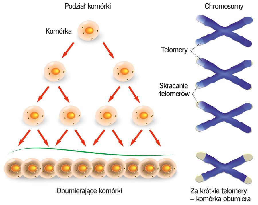Zdrowe komórki dzielą się okreś­loną liczbę razy, czemu towarzyszy skrócenie telomerów (końcowe fragmenty chromosomu).