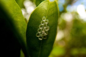 A może zajrzeć pod liść? Mikroskopijne jajeczka na drzewku mandarynki za domem.