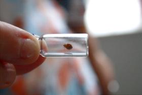 Pluskwy są niewielkimi (mierzącymi ok. 5 mm) owadami, które żywią się wyłącznie krwią.