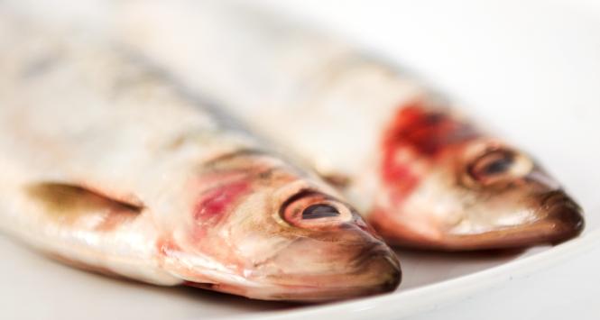 śledź na talerzu 20028422