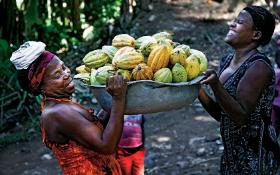 Z nasion kakaowca ma powstać najwyższej jakości czekolada. Organiczna, ręcznie wytwarzana.