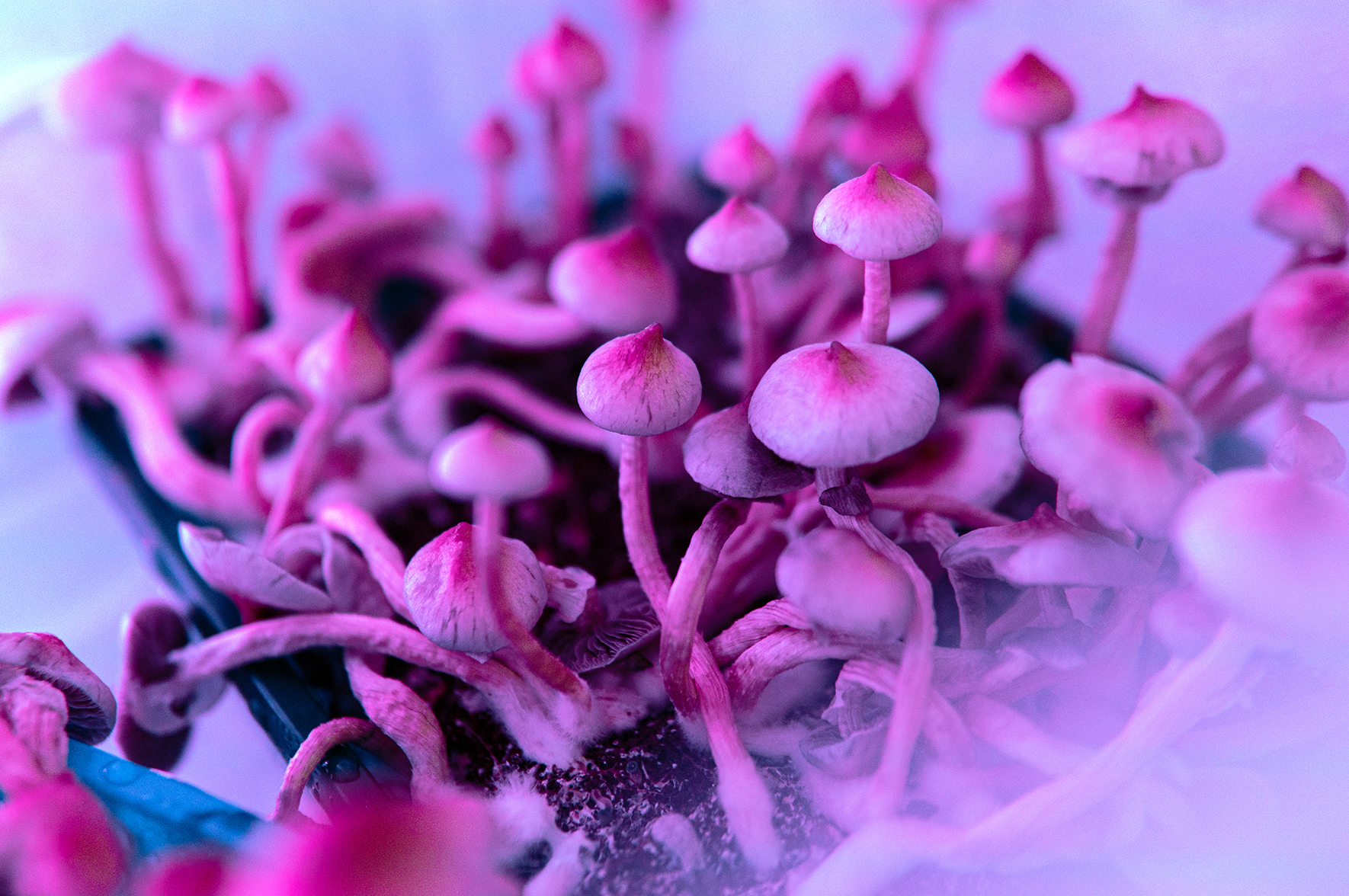 Psylocybina pomoże w terapii zachowań obsesyjno-kompulsywnych? Jeszcze nie teraz