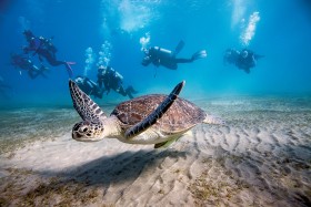 Niskie ceny, ciepłe morze i podwodne atrakcje przyciagają Polaków do Egiptu. Na zdjęciu nurkowie w okolicach Marsa Alam.