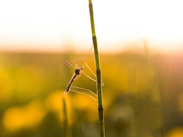 Przyczyną malarii są pasożytnicze pierwotniaki z rodzaju Plasmodium (zarodziec) przenoszone na ludzi przez ukłucia zarażonych samic komarów widliszków.