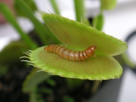 Venus Fly-Trap czyli Muchołówka - bylina mięsożerna z rodziny roślin rosiczkowatych. Wabi owady silnym zapachem nektaru. Jeśli jeden z włosków liścia zostanie potrącony pułapka zamyka się. Trawienie zdobyczy trwa kilka dni. Dziko roślina żyje w Ameryce.
