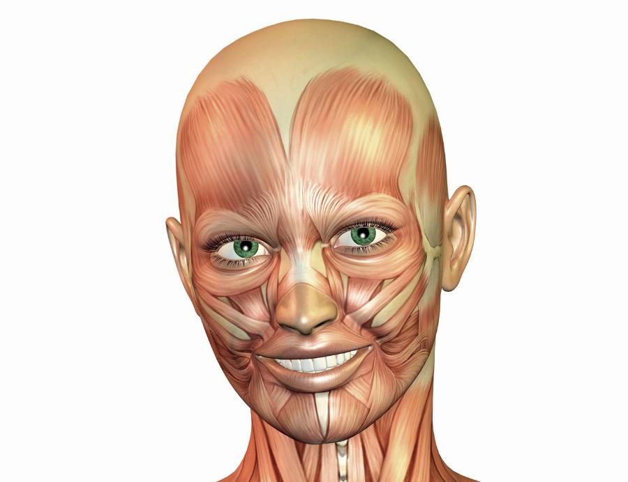 Model najważniejszych mięśni twarzowych pomocnych w wyrażaniu emocji.