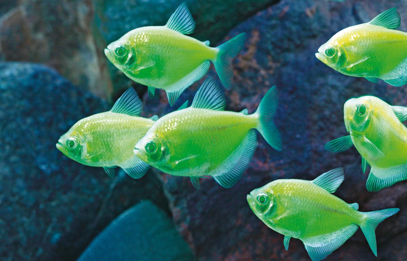 GloFish - fluorescencyjne rybki stworzone przez Zhiyuana Gonga.