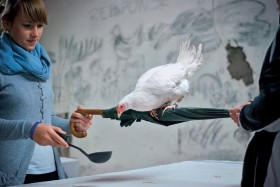 Praca z kurą pozwala nabrać większego szacunku dla wszystkiego, co nas otacza.