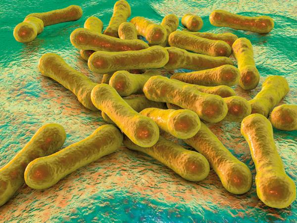 W Polsce szczepienia przeciwko błonicy są obowiązkowe od połowy lat 50. XX w.