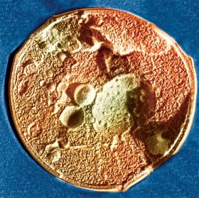 Komórka drożdży piekarskich (Saccharomyces cerevisiae) powiększona 30 tys. razy.