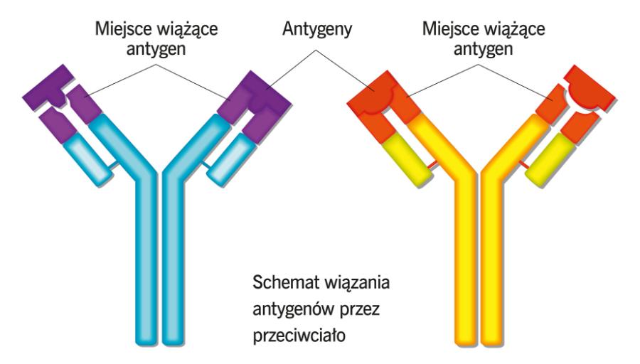 Schemat wiązania antygenów przez przeciwciało.