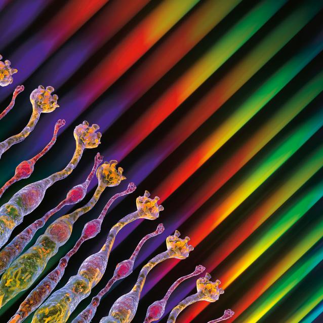 Czerwień jest czerwienią dlatego, że jest sąsiadką pomarańczowego, przeciwieństwem zielonego, daleko od niebieskiego.