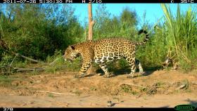 Jeszcze jeden jaguar uchwycony kamerą pułapką nad brzegiem rzeki Tuichi.