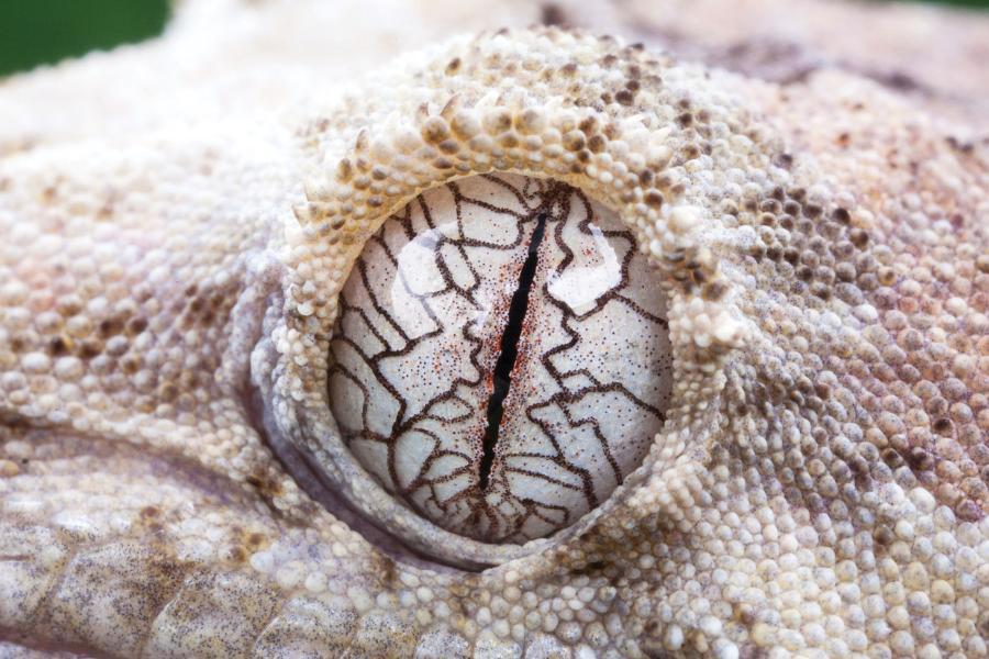 Gekon z Nowej Kaledonii: największy znany przedstawiciel rodziny gekonów, może osiągać 35 cm długości. Jak wielu jego krewniaków prowadzących nocny tryb życia, często oczyszcza sobie oczy z brudu językiem.