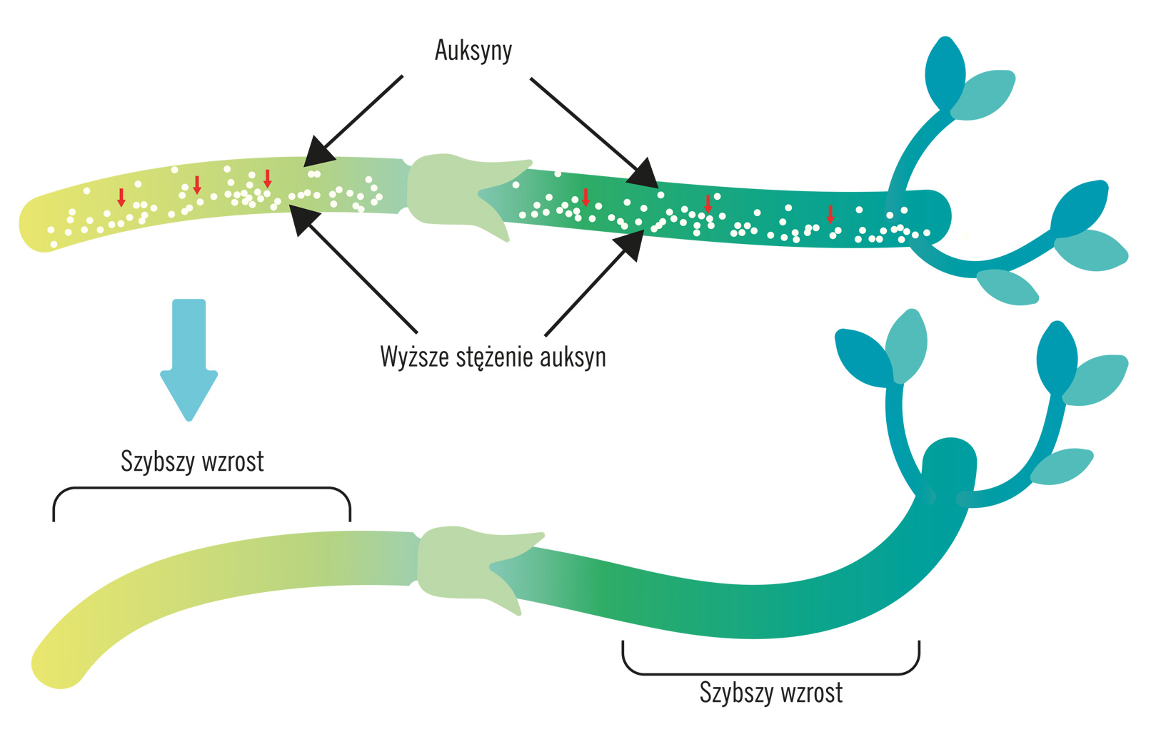 Jak zapuścić korzenie?