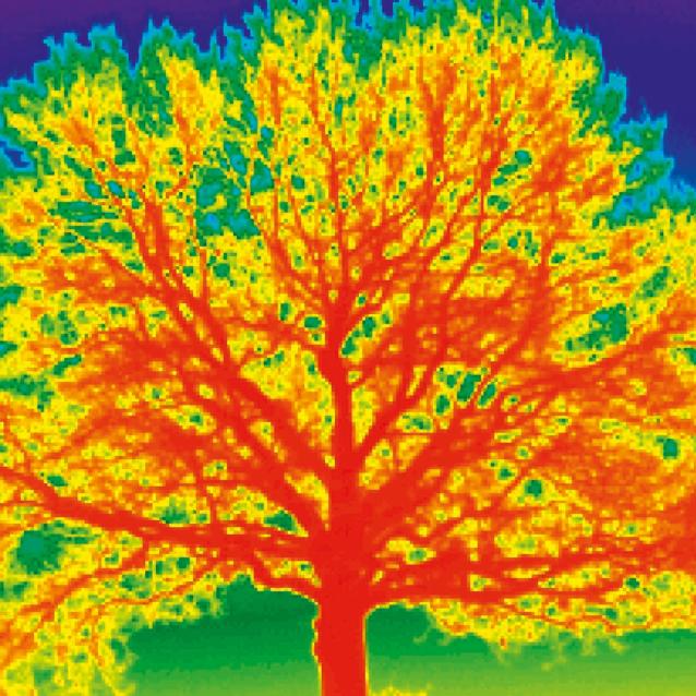 Termogram drzewa ukazuje różnice w temperaturze różnych warstw korony. Skalę od najniższej do najwyższej temperatury wyrażają barwy od błękitu i zieleni przez żółć i czerwień, oznaczającą najcieplejszy rejon drzewa.