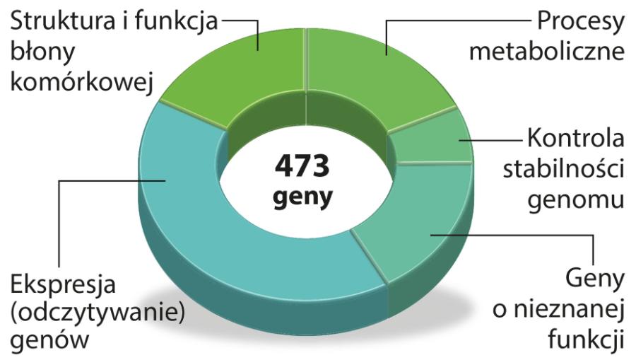 Syn 3.0 to „ulepszona” wersja ­bakterii Synthia 1.0 o zredukowanej liczbie genów. Na schemacie pokazano, za co one odpowiadają.