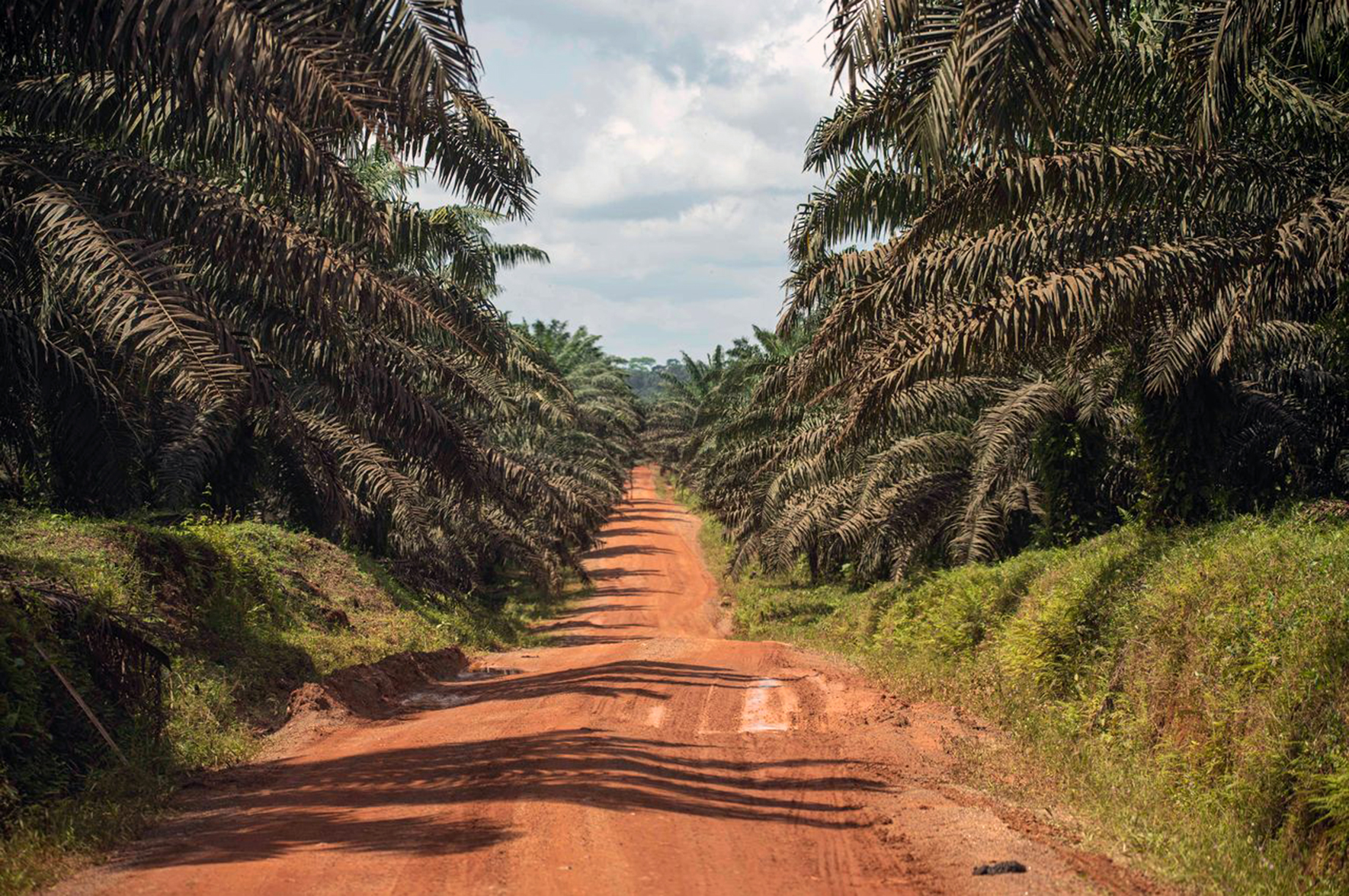 Olej palmowy: argumenty dla obrony