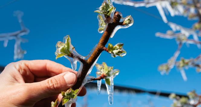 Polscy plantatorzy cieszą się, że mróz okazał się w miarę sprawiedliwy, dotknął wszystkie kraje po równo, więc po prostu owoce zdrożeją wszędzie.