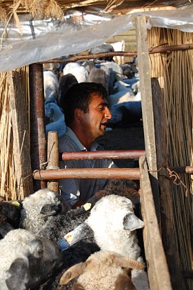 Do wydojenia jest kilkaset owiec, ręce są dwie