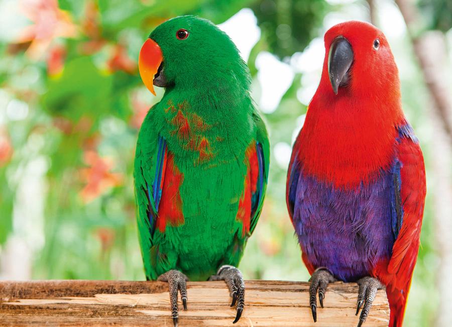 Samiec (zielony) i samica (czerwona) barwnicy zwyczajnej.