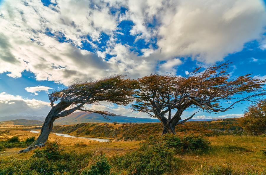 Efekt działania silnych w­iatrów stałych na drzewa.