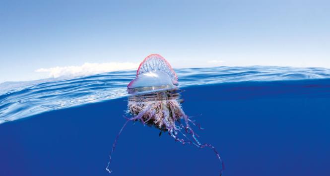 Bąbelnica bąbelcowa