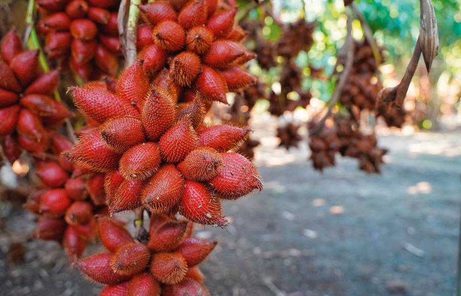 Salaka (oszplina) pochodzi z Azji Południowo- -Wschodniej. Palma ta uprawiana jest dla smacznych owoców. Okres kiełkowania to 2–6 mies. W warunkach domowych salaka osiąga 2–3 m wysokości. Stawiamy ją w jasnym i ciepłym miejscu. Największym wrogiem rośliny są ziemiórki.