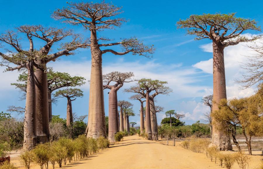 Aleja Baobabów to jedna z głównych atrakcji turystycznych południowego Madagaskaru. Na zdjęciu baobaby Grandidiera.