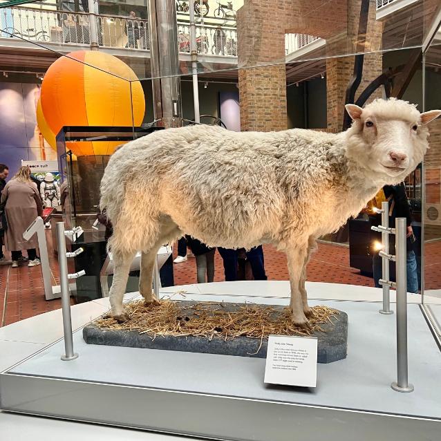 Sklonowana owca Dolly na wystawie w Muzeum Narodowym Szkocji w Edynburgu.