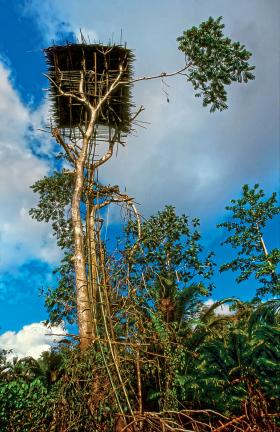 Dom mieszkalny ludu Korowai z Papui Zachodniej w Indonezji. Niektóre domy zawieszone są 25 metrów nad ziemią.