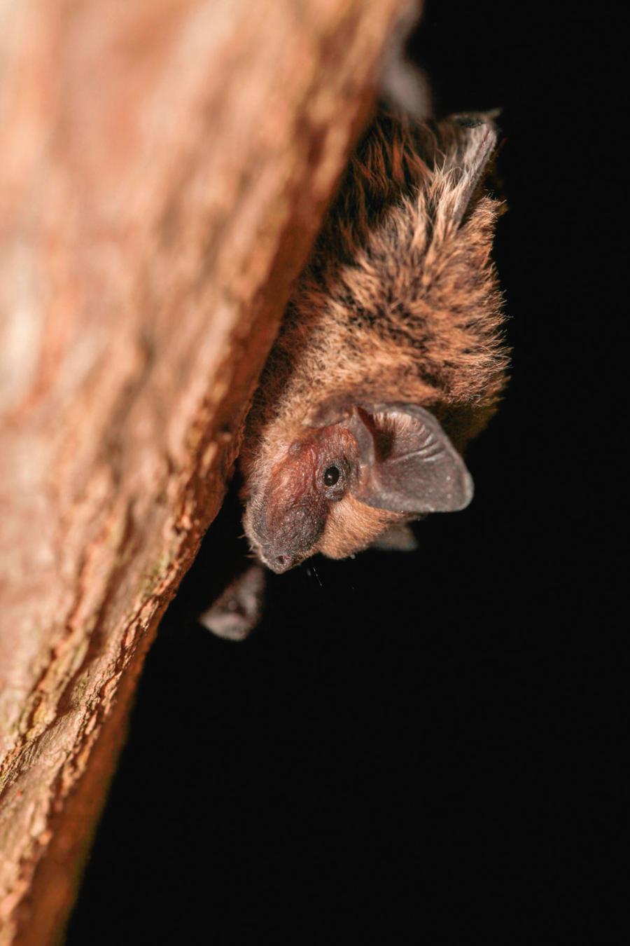 U nietoperzy z gatunku Pipistrellus kuhlii zauważa się w ostatnich latach wzrost rozmiarów czaszek.