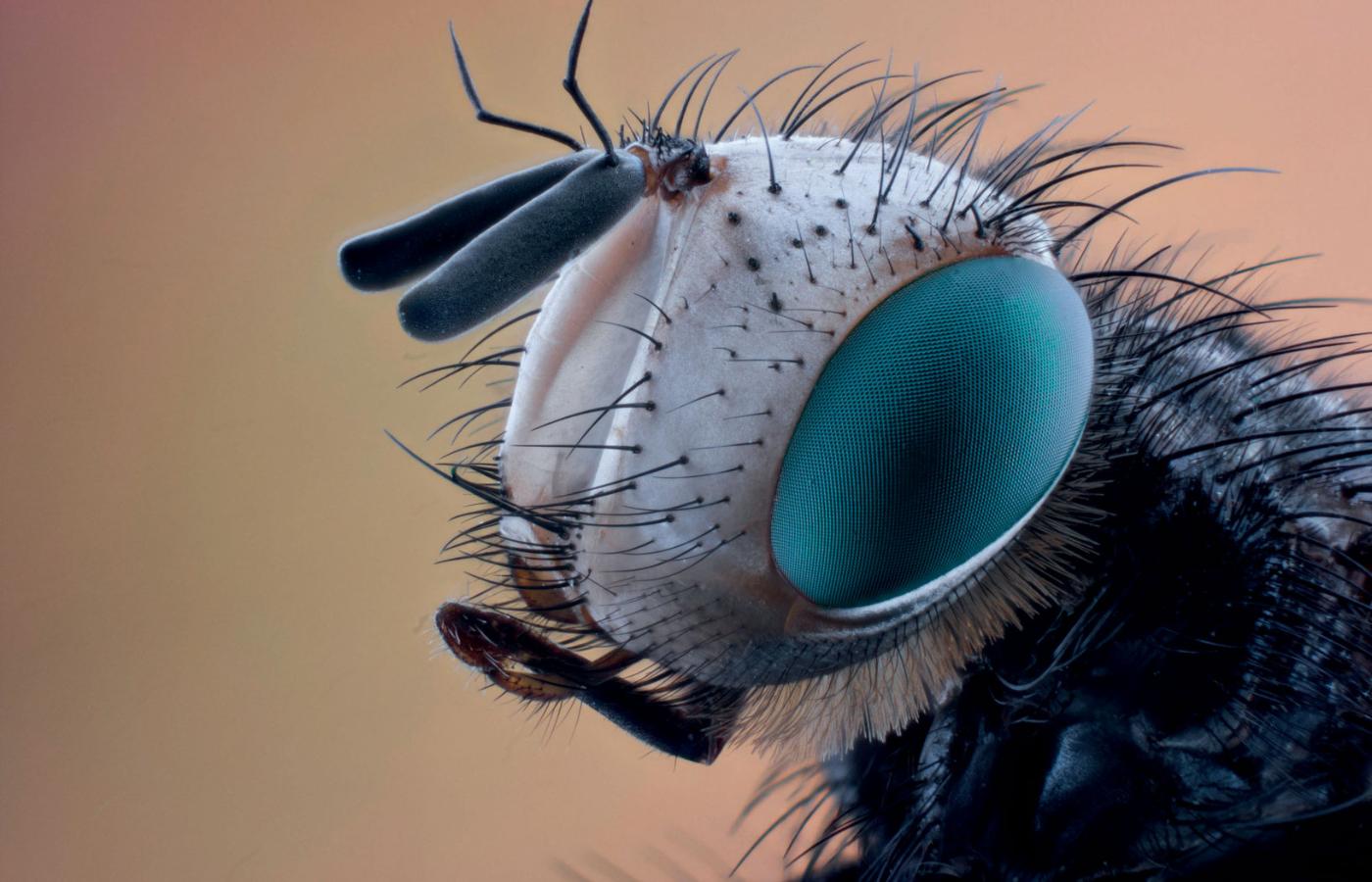 U owadów receptory węchu są zlokalizowane na czułkach.