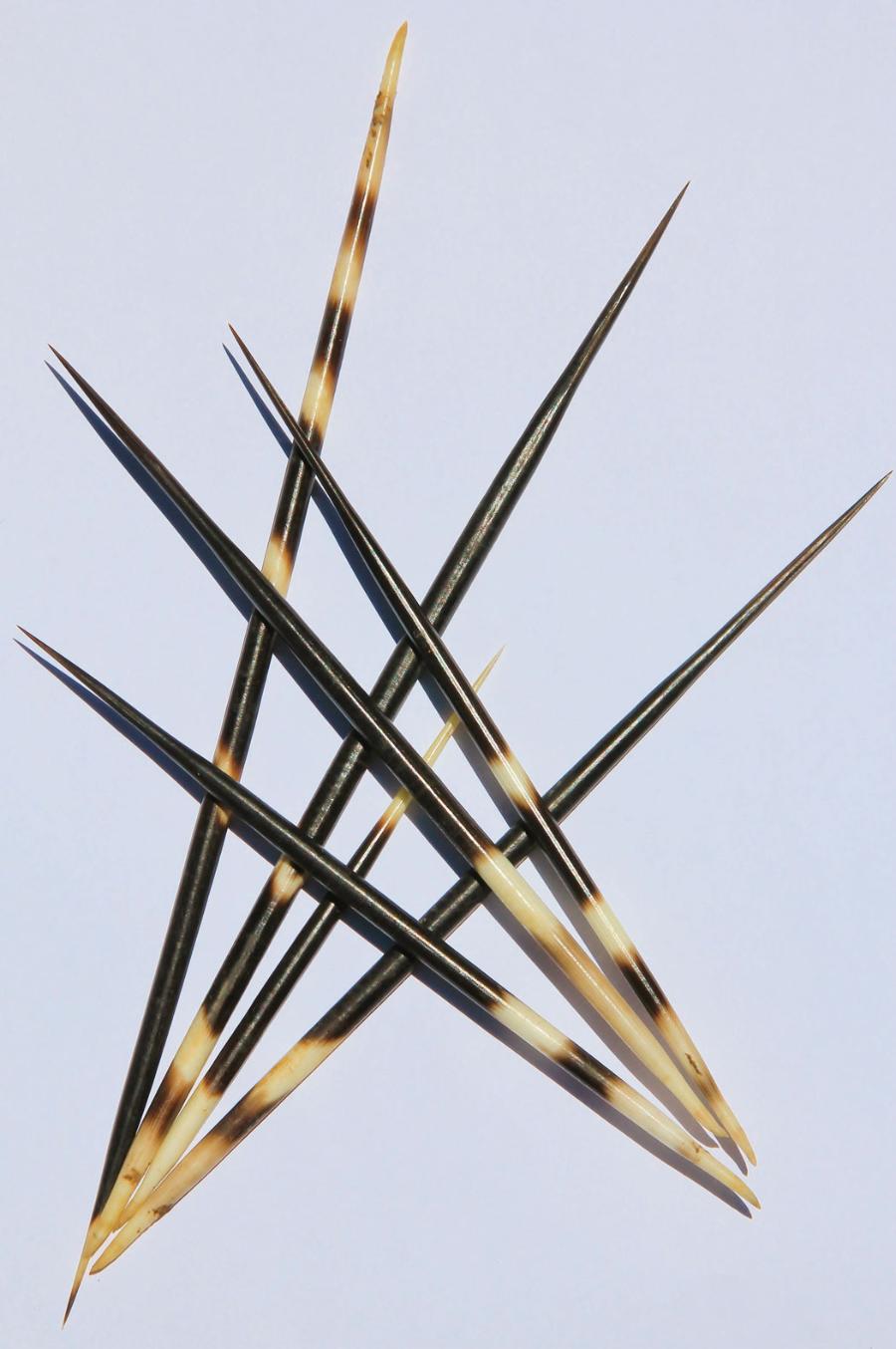 Kolce jeżozwierza cenione są przez wędkarzy. Wykonuje się z nich lekkie i niezwykle czułe spławiki.