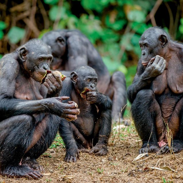 Bonobo, zwane też szympansami karłowatymi.