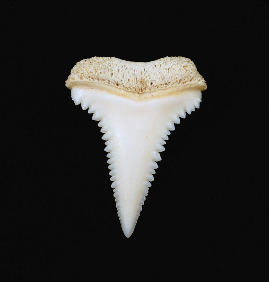 Zęby żarłacza białego dzięki specyficznej budowie działają jak piła.