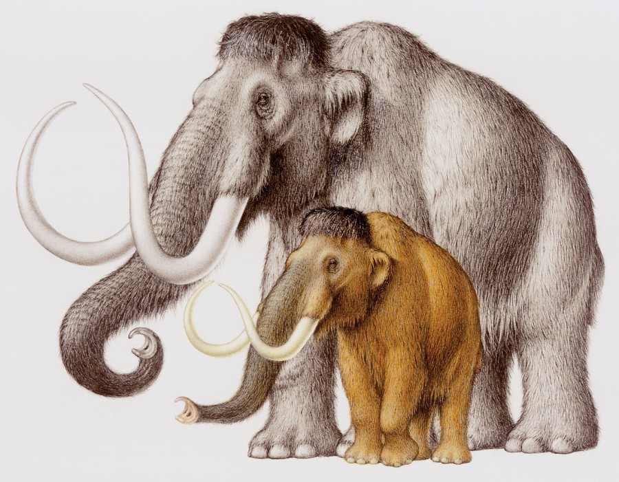 Zespół prof. Reicha potwierdził w badaniach genetycznych, że mamut włochaty wyewoluował ze słonia azjatyckiego.