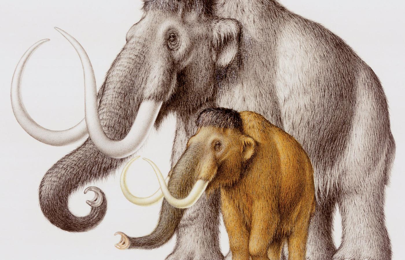 Zespół prof. Reicha potwierdził w badaniach genetycznych, że mamut włochaty wyewoluował ze słonia azjatyckiego.